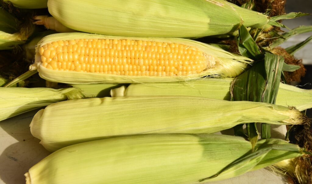 corn - inflammatory
